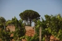 Domaine Saint Pr&eacute;fert