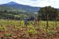 Via Caritatis