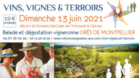 Vins, vignes et terroir en Grés de Montpellier