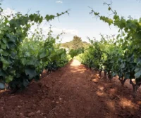 Domaine Terrebrune