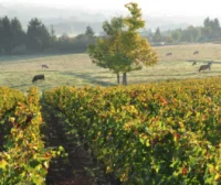 Domaine S&eacute;rol