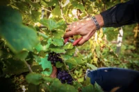 Domaine Renardat Fache