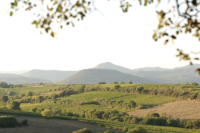 Domaine les Aurelles Domaine les Aurelles