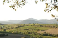 Domaine les Aurelles