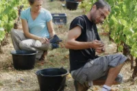 Domaine les Aurelles