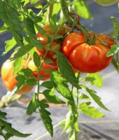 D'o&ugrave; viennent nos produits ? 