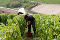 Domaine Pattes Loup Domaine Pattes Loup