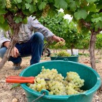 Terre de Vins - Vivarelle 2019 - vendanges - IGP Pays d'Oc